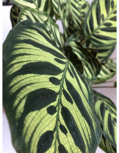 Calathea macoyana