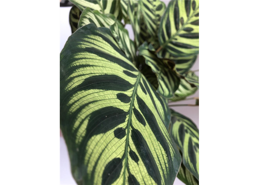 Calathea macoyana