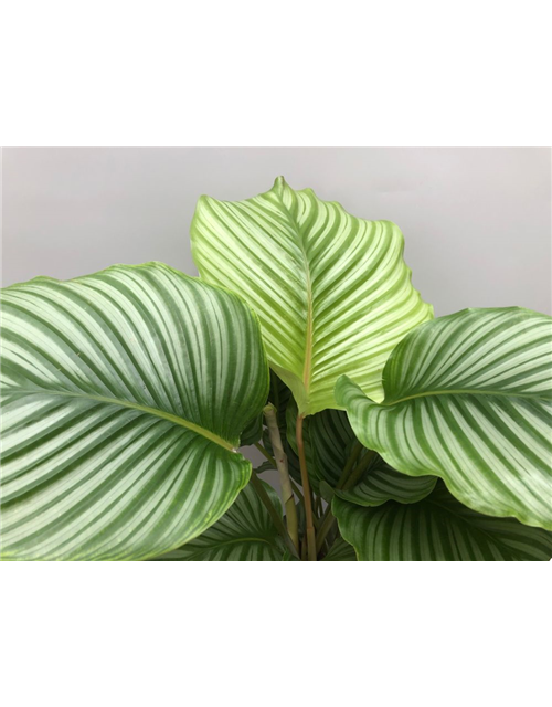 Calathea orbifolia ASP T21