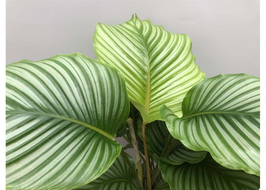 Calathea orbifolia ASP T21