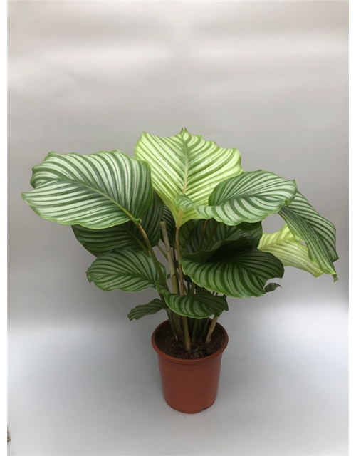 Calathea orbifolia ASP T21