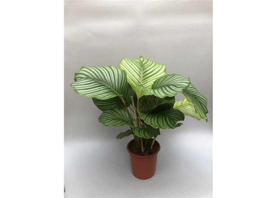 Calathea orbifolia ASP T21