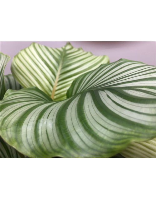 Calathea orbifolia ASP T21