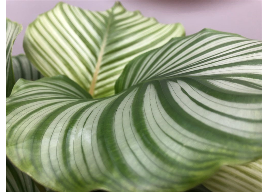 Calathea orbifolia ASP T21