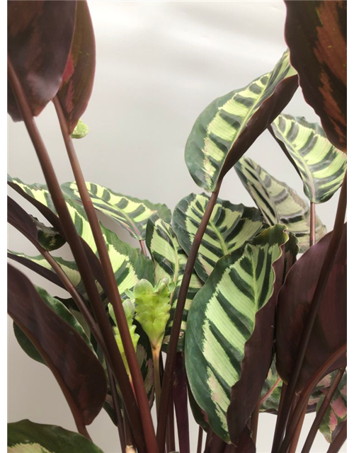 Calathea roseopicta T21