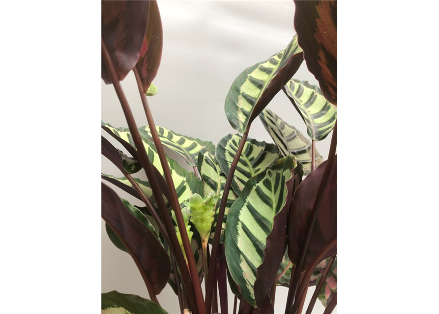 Calathea roseopicta T21