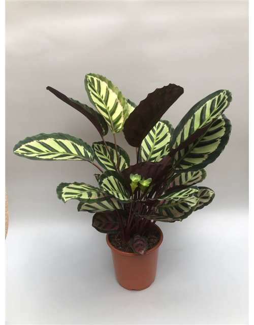 Calathea roseopicta T21