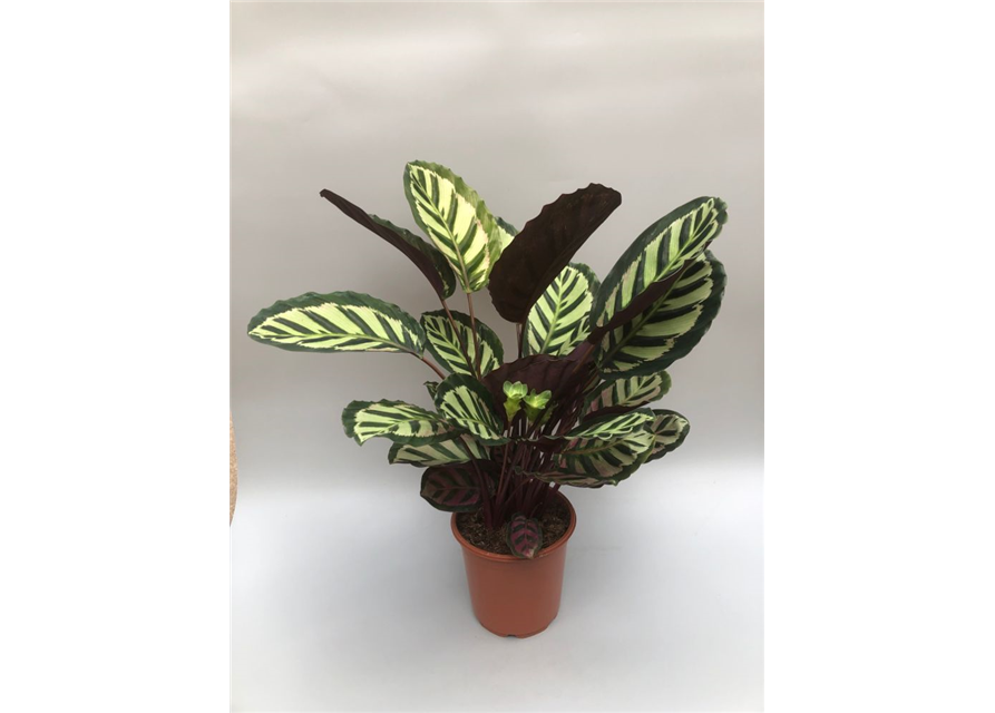 Calathea roseopicta T21