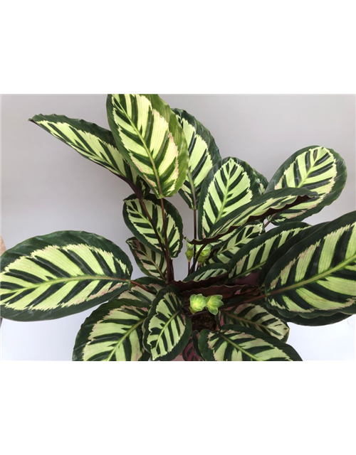 Calathea roseopicta T21