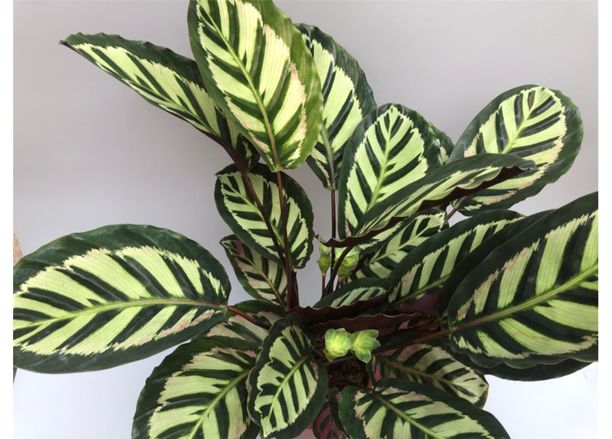 Calathea roseopicta T21