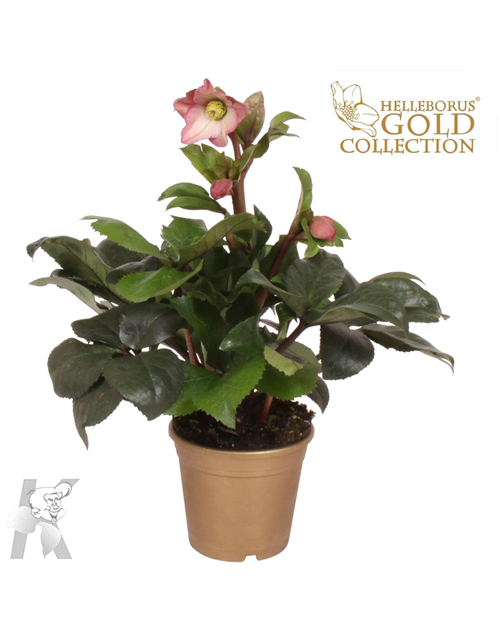 Helleborus glan. Ice N´Roses Rose