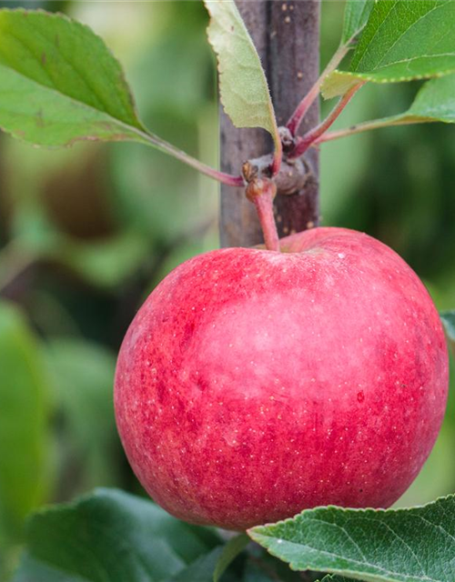 Malus domestica Roter Berlepsch