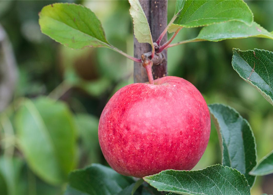 Malus domestica Roter Berlepsch