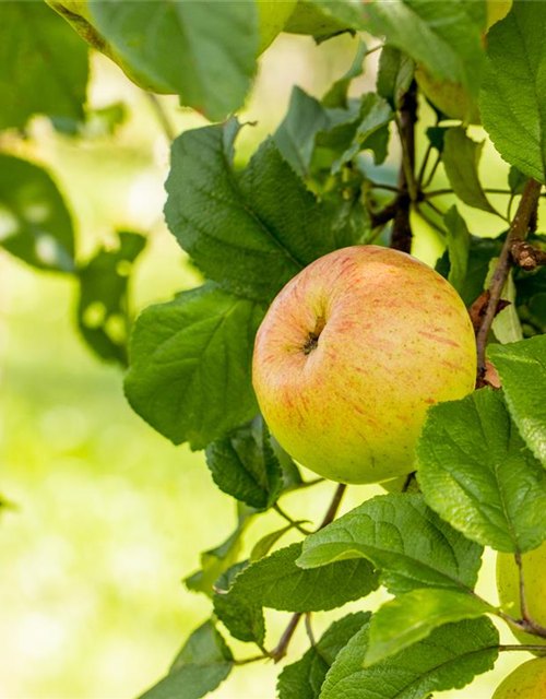 Malus domestica Roter Berlepsch