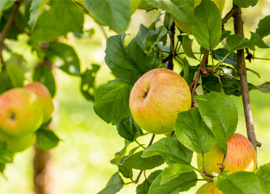 Malus domestica Roter Berlepsch