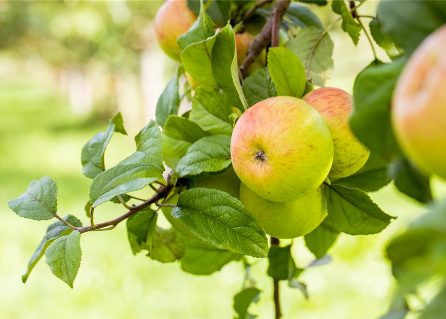 Malus domestica Roter Berlepsch