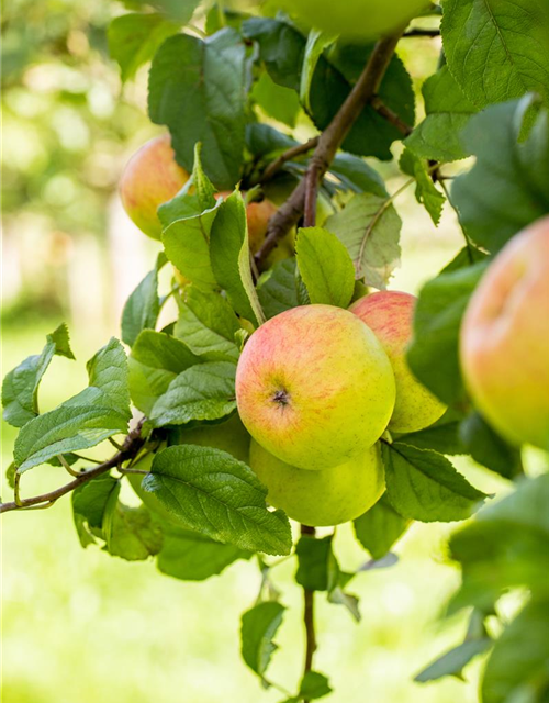 Malus domestica Roter Berlepsch