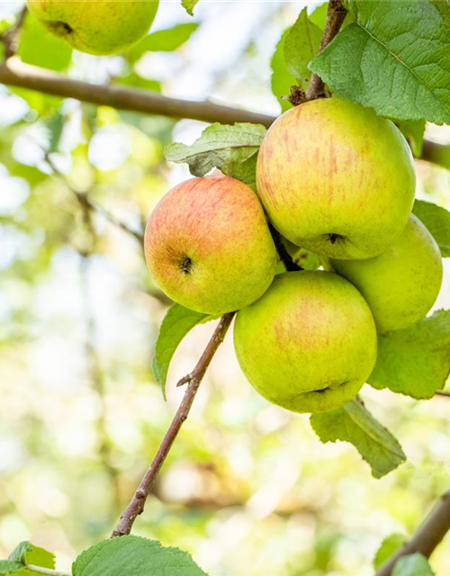 Malus domestica Roter Berlepsch