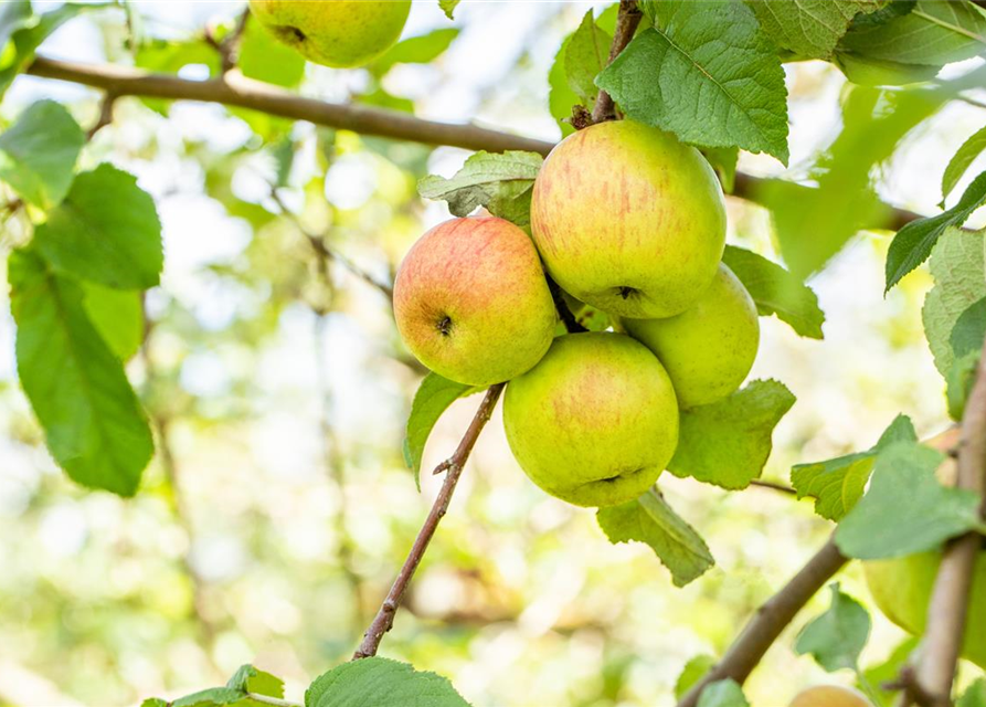 Malus domestica Roter Berlepsch