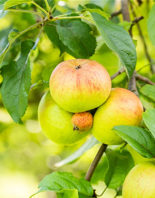 Malus domestica Roter Berlepsch