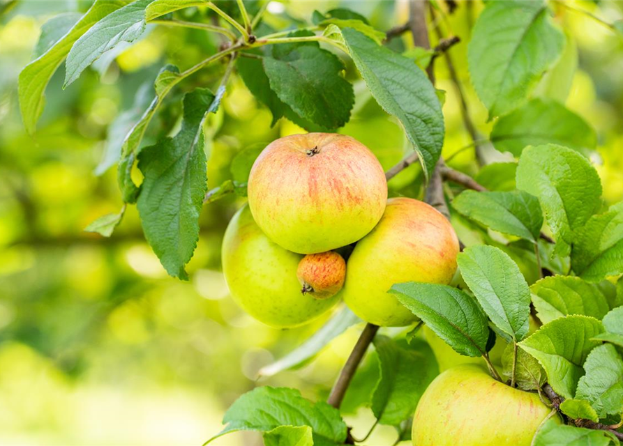 Malus domestica Roter Berlepsch