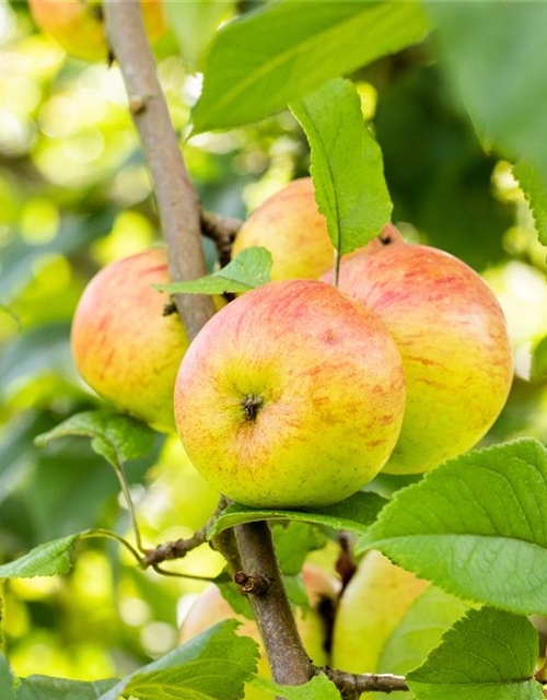 Malus domestica Roter Berlepsch