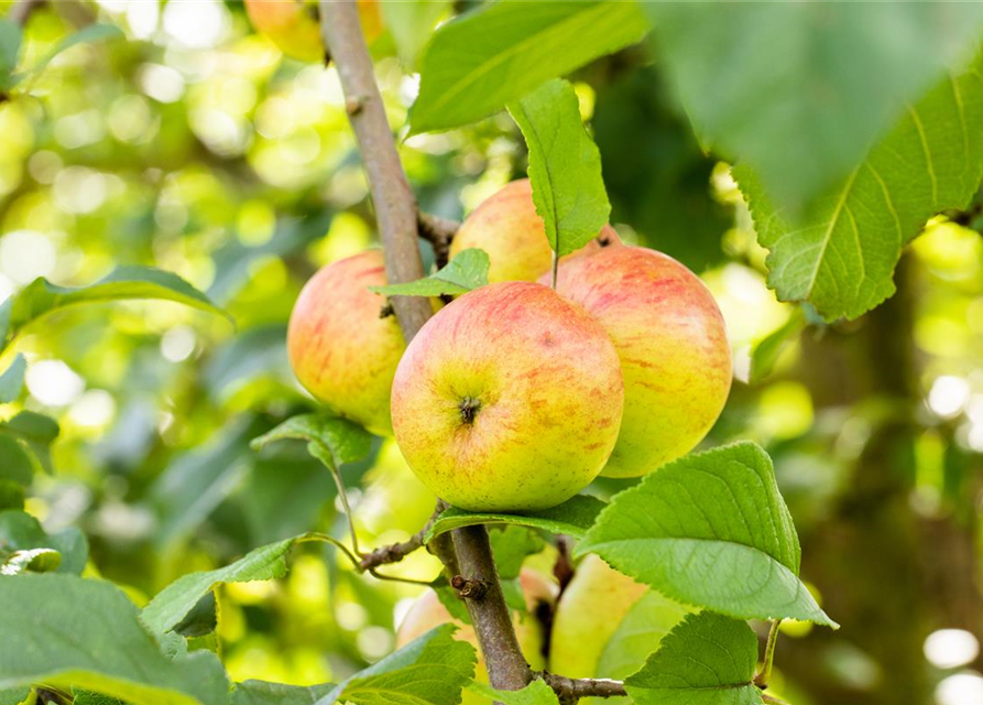 Malus domestica Roter Berlepsch