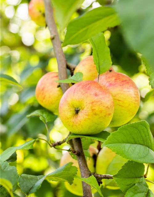 Malus domestica Roter Berlepsch