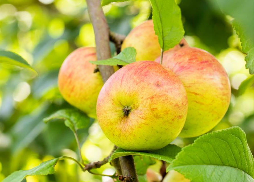 Malus domestica Roter Berlepsch