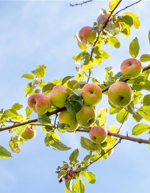 Malus domestica Roter Berlepsch