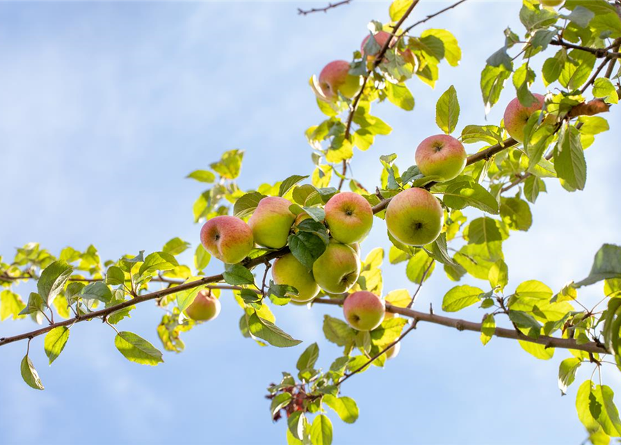 Malus domestica Roter Berlepsch