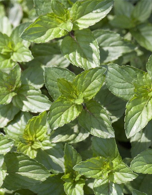 Mentha piperita Black Mitcham