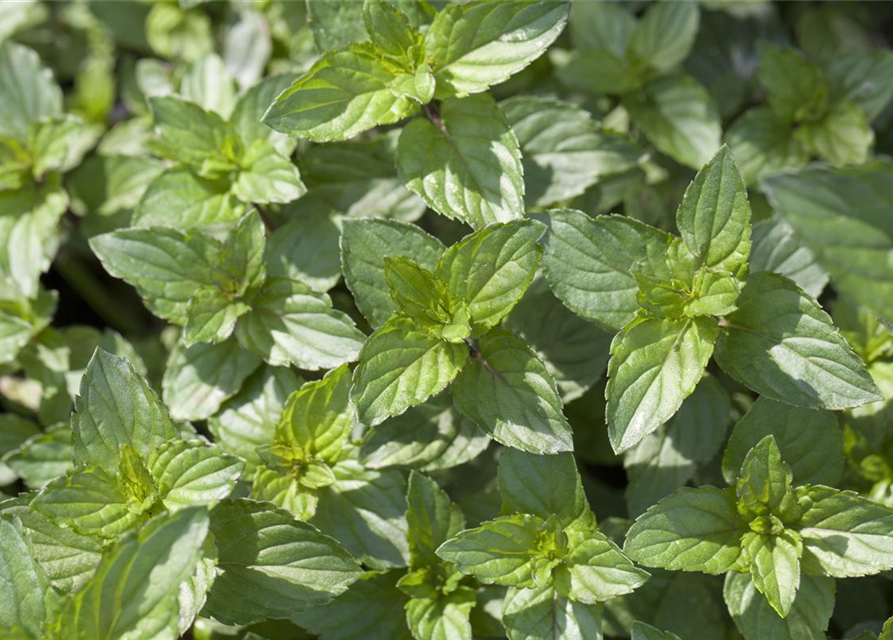 Mentha piperita Black Mitcham