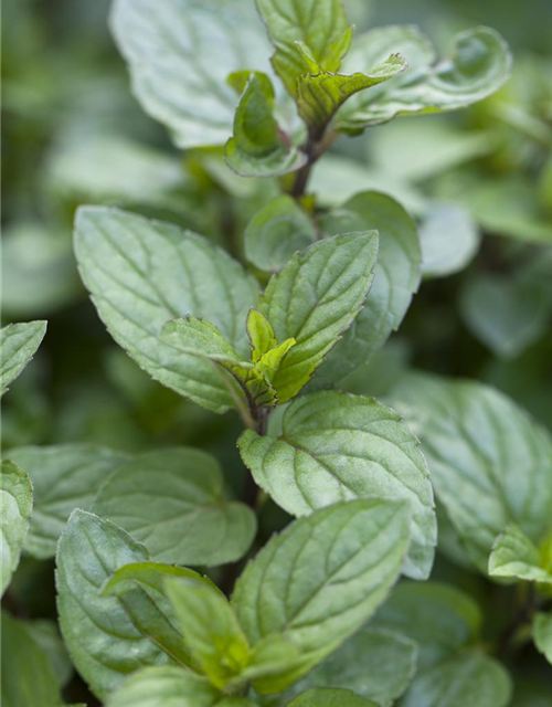 Mentha piperita Chocolate