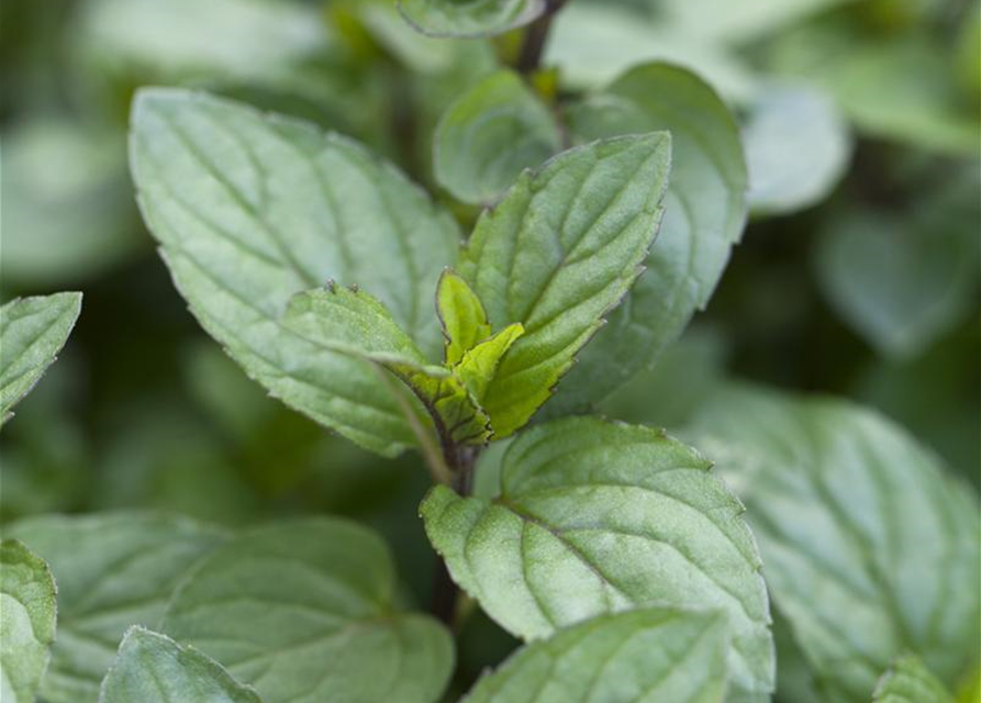 Mentha piperita Chocolate