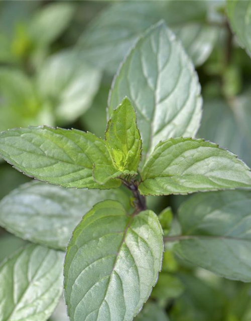 Mentha piperita Chocolate