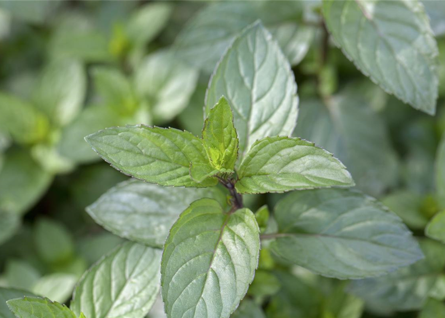 Mentha piperita Chocolate