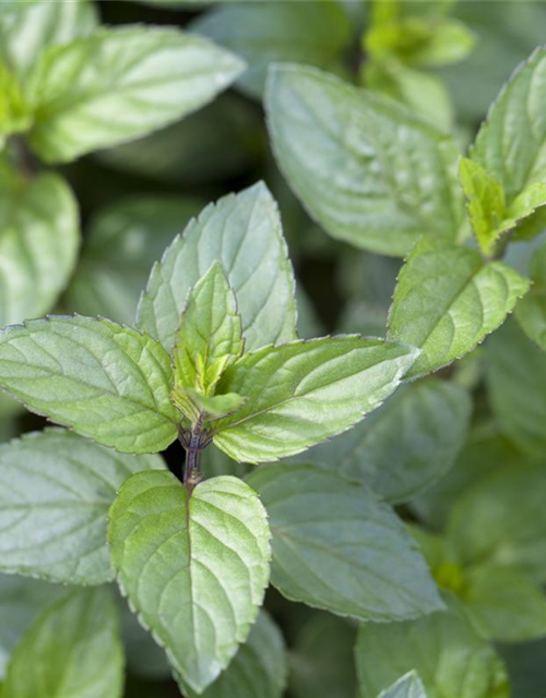 Mentha piperita Chocolate