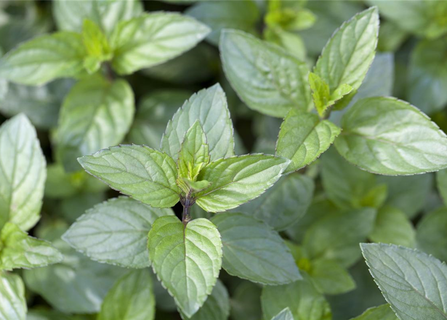 Mentha piperita Chocolate