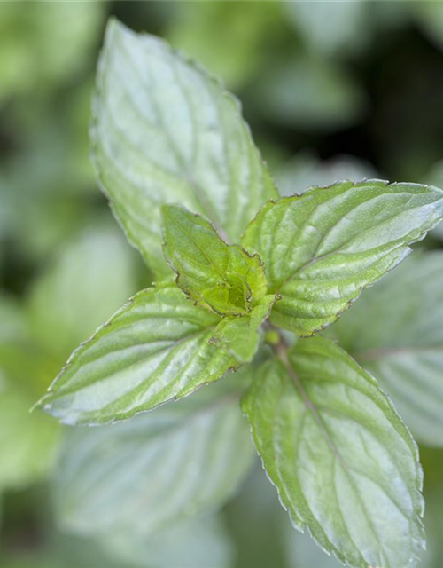 Mentha piperita Chocolate