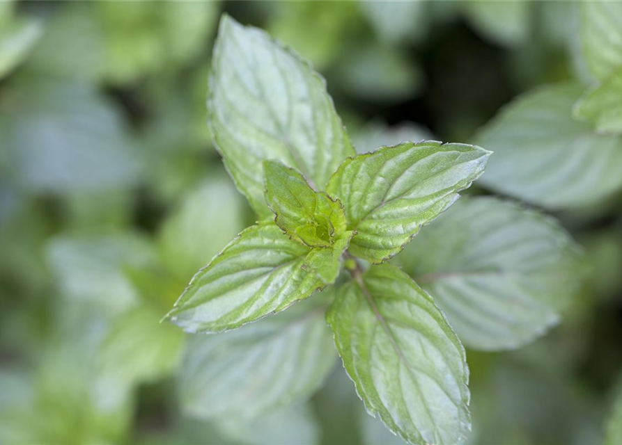 Mentha piperita Chocolate