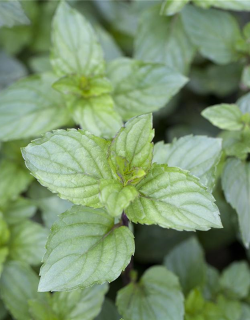 Mentha piperita Chocolate