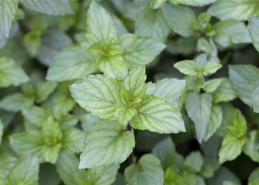 Mentha piperita Chocolate