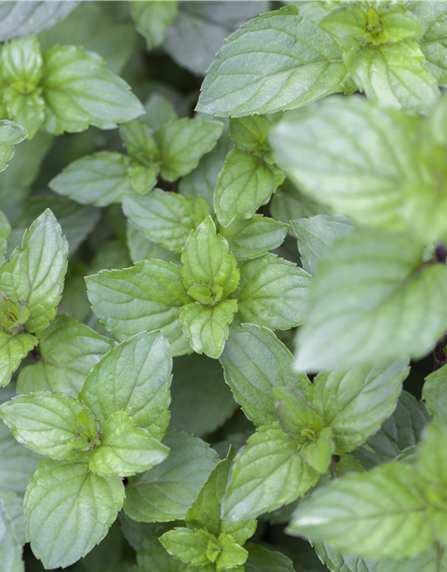 Mentha piperita Chocolate