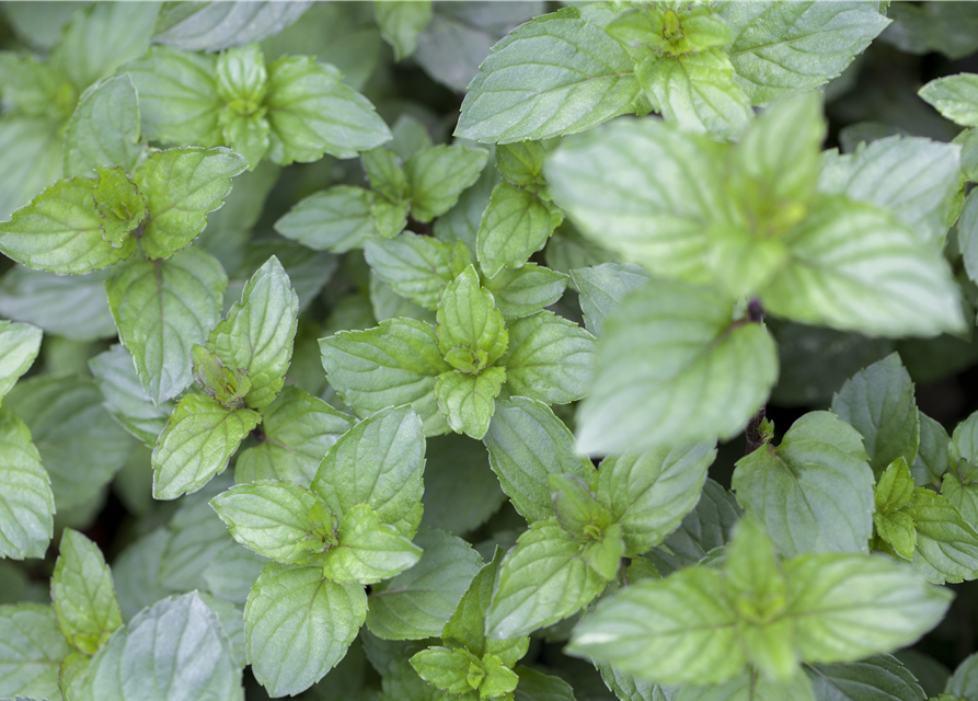 Mentha piperita Chocolate