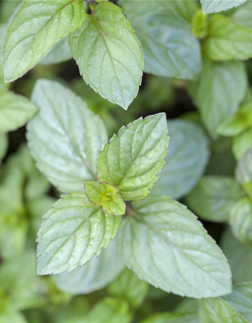 Mentha piperita Chocolate