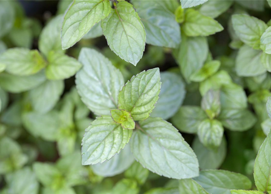 Mentha piperita Chocolate