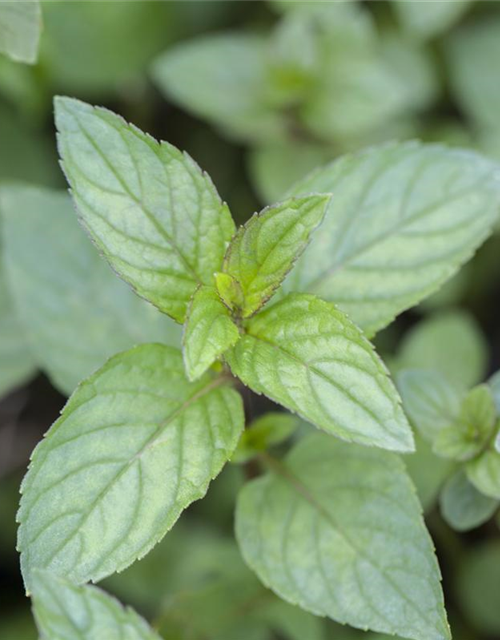 Mentha piperita Chocolate