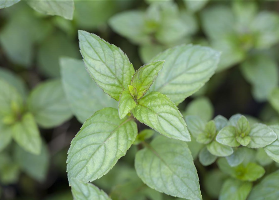 Mentha piperita Chocolate