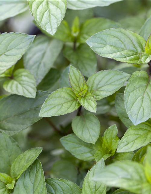 Mentha piperita Chocolate